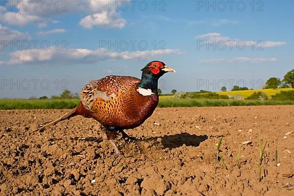 Common pheasant