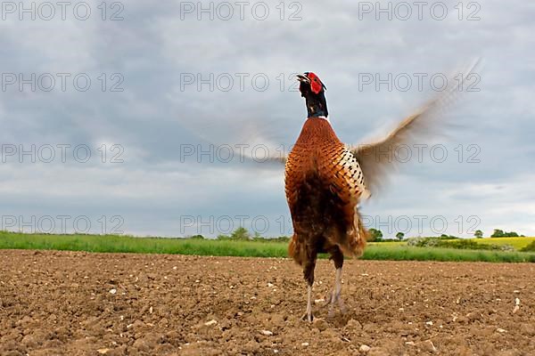 Common pheasant