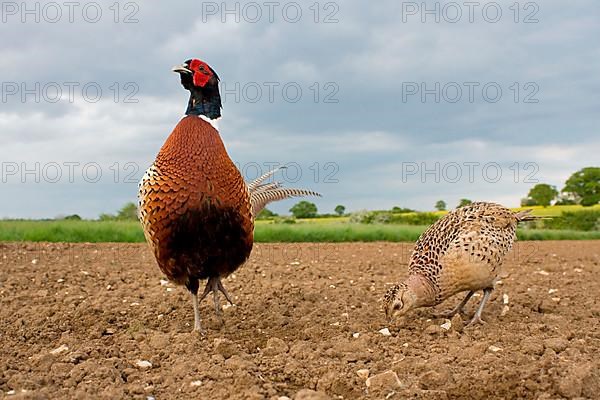 Common pheasant