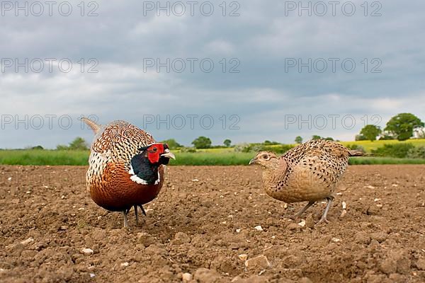 Common pheasant