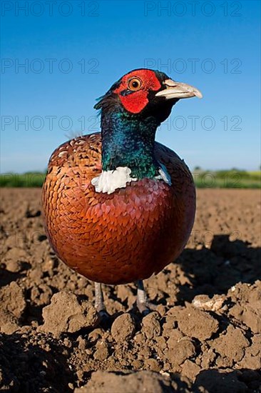 Common pheasant