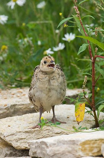 Common pheasant