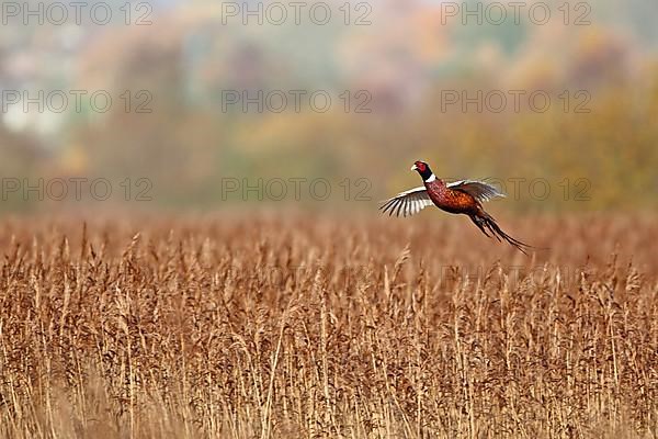 Common pheasant