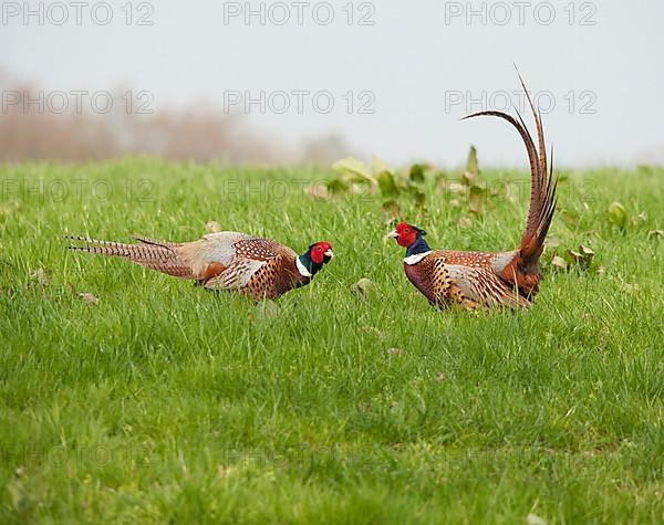 Common pheasant