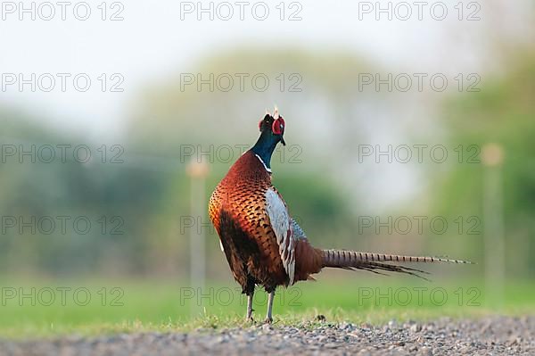 Common Pheasant