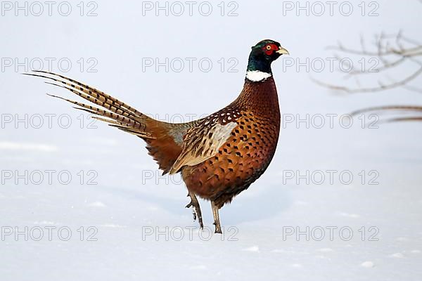 Common pheasant