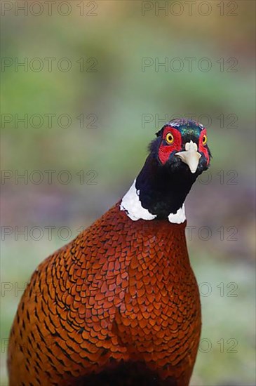 Common pheasant