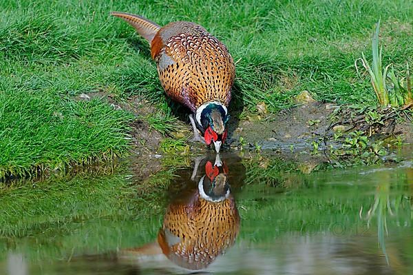 Common pheasant