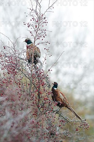 Common Pheasant