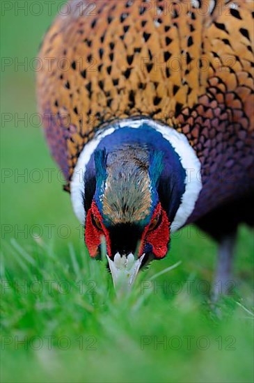 Common pheasant