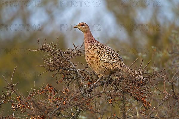 Common pheasant