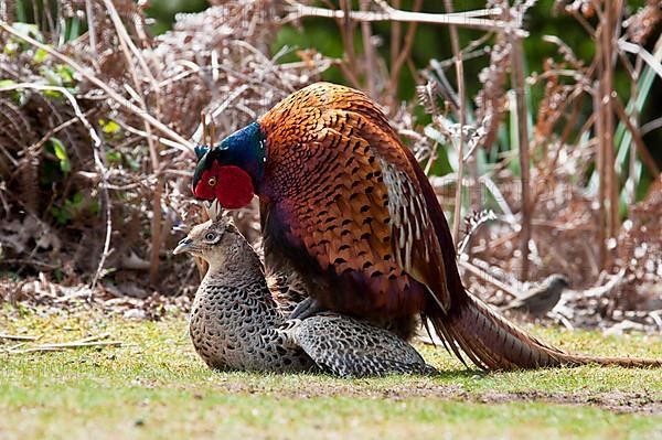 Common pheasant