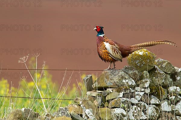 Common Pheasant