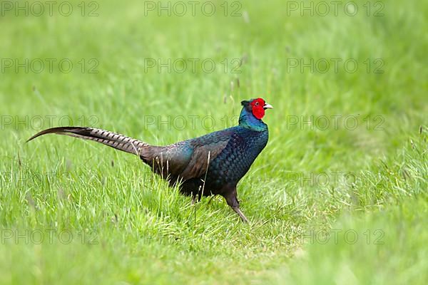 Common Pheasant