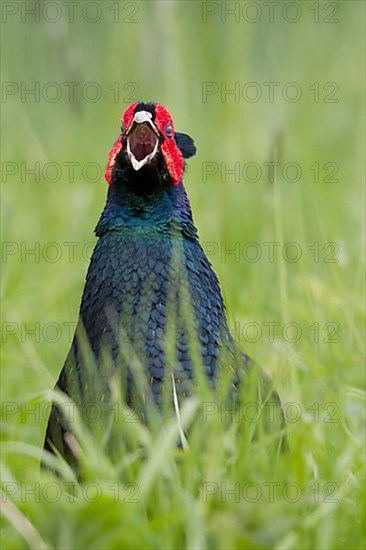 Common Pheasant