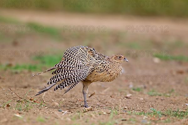 Common pheasant