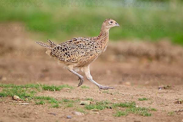 Common pheasant