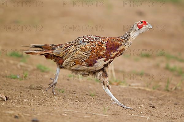 Common pheasant