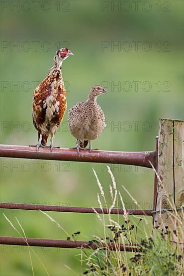 Common pheasant