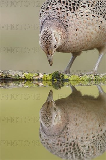 Common pheasant