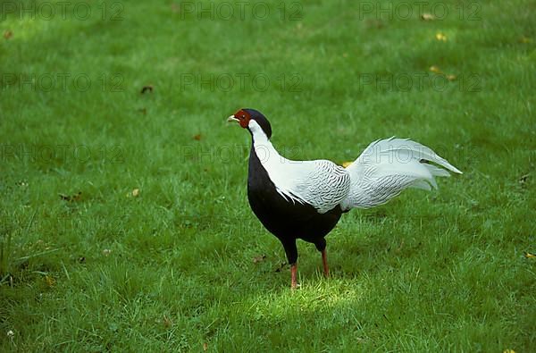 Silver pheasant