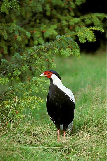 Silver pheasant