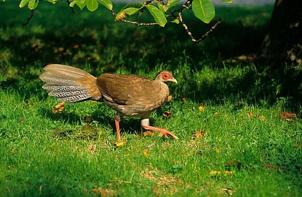 Silver pheasant