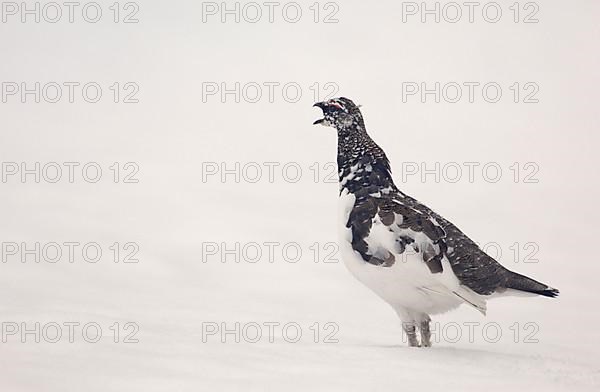 Rock Ptarmigan