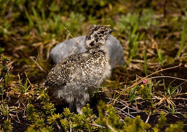 White-tailed Ptarmigan