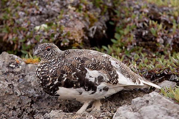 White-tailed Ptarmigan