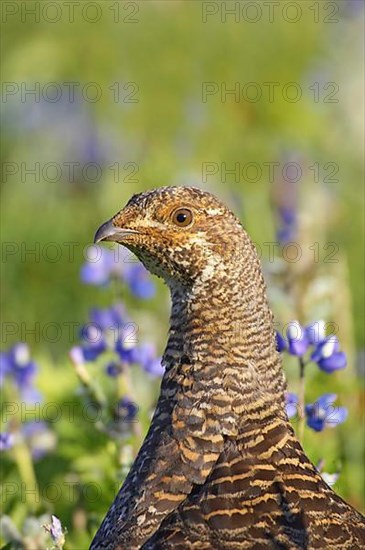 White-tailed ptarmigan