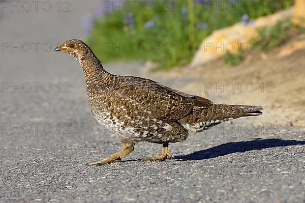 White-tailed ptarmigan