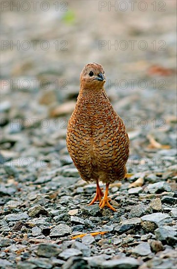 Brown quail