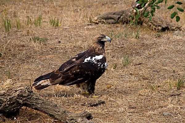 Spanish Imperial Eagle