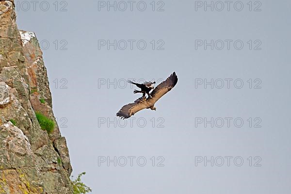 Spanish imperial eagle