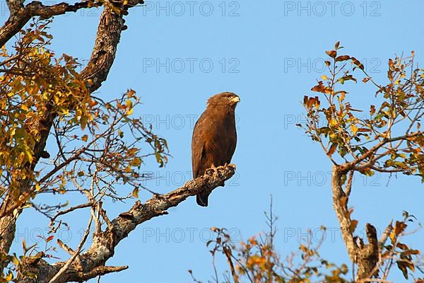 Western Banded Snake-eagle