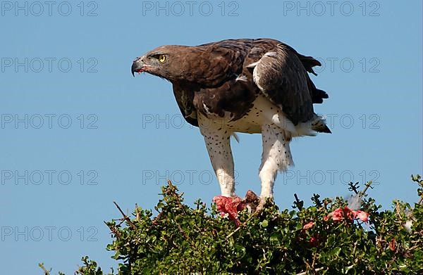 Martial eagle