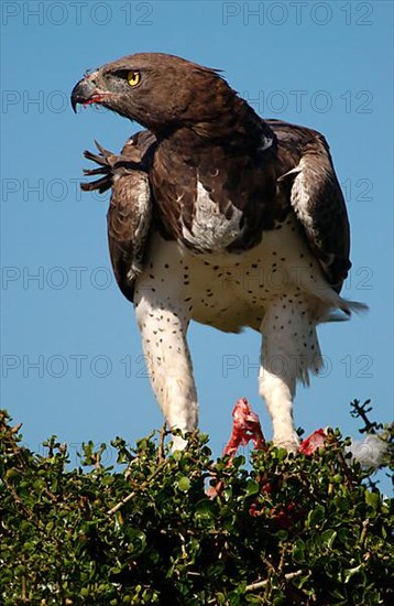 Martial eagle