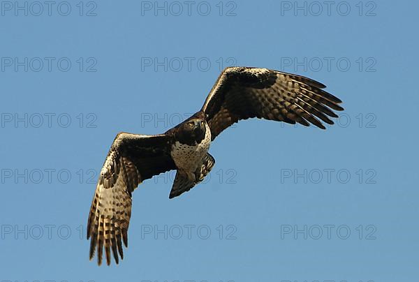 Martial eagle