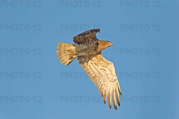 Short-toed Eagle