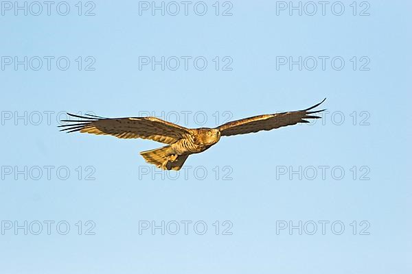 Short-toed Eagle