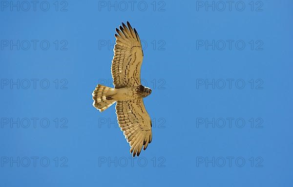 Short-toed snake eagle