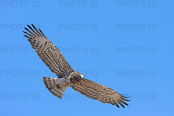 Short-toed Eagle