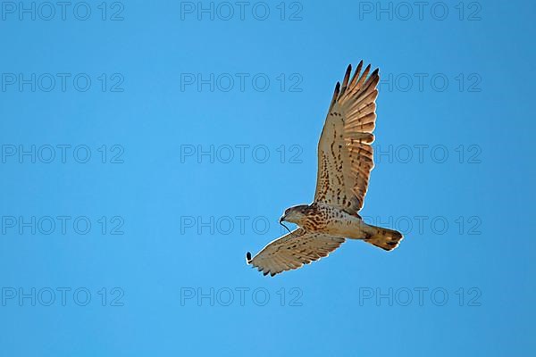 Short-toed Eagle