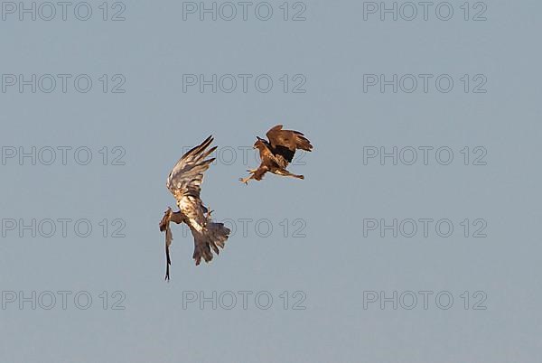 Short-toed snake eagle