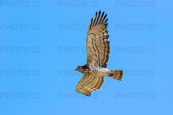 Short-toed snake eagle