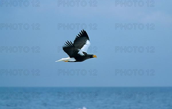 Giant Sea Eagle