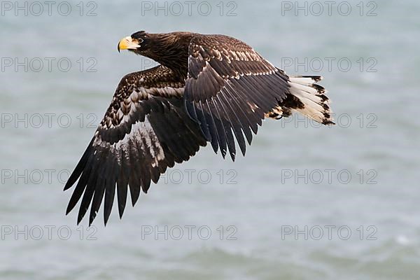 Steller's sea eagle