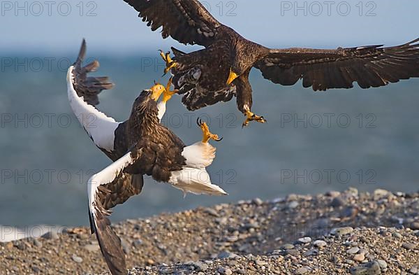 Steller's sea eagle