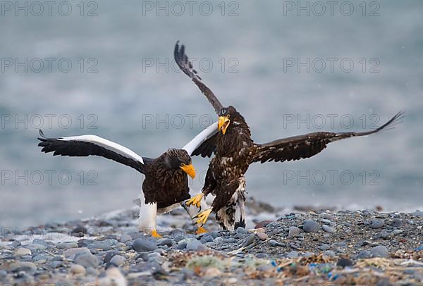 Steller's sea eagle